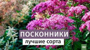 Неприхотливый и очаровательный посконник. Лучшие сорта.