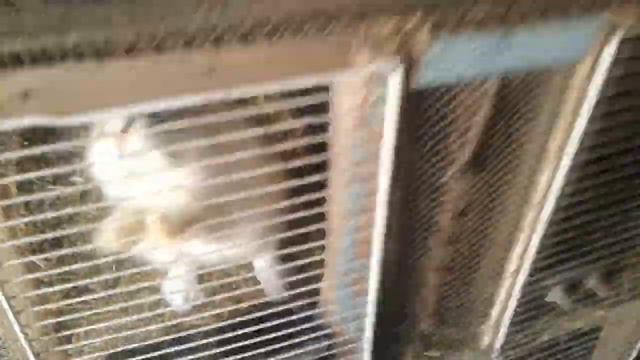 Клетки для кроликов смотреть онлайн