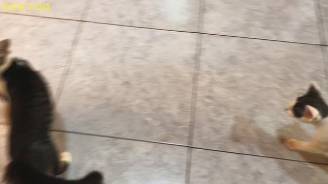 A kitten arbitrating with a crying stalker kitten＃119 смотреть онлайн