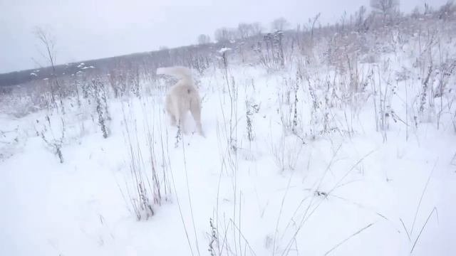 犬 (Зимнее снежное поле.)