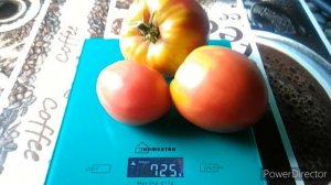 Томат Авентюняй. Ч.2