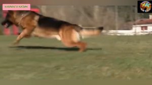 Бури ва ит жанги. Бури ва Немис авчаркаси. #бури_ва_ит_жанги