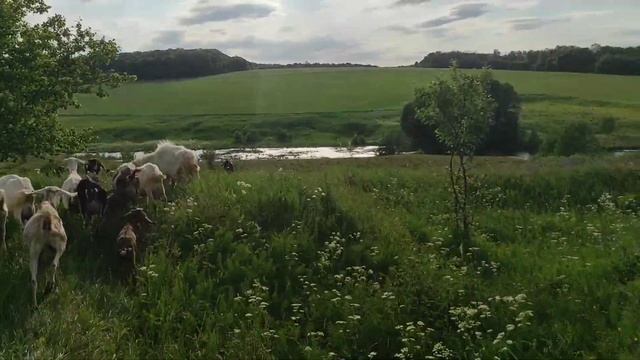 Утки высиживают кучу яиц.Толкотня у коз.Козлята уходят из сарая смотреть онлайн