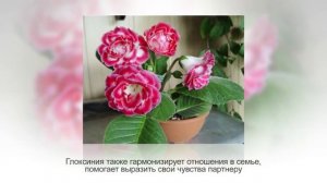 Комнатные растения по знаку зодиака. ВЕСЫ (24 сентября — 23 октября)