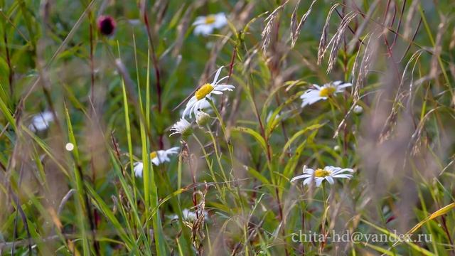 Testing macro with Magic Lantern RAW function смотреть онлайн