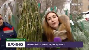 Где в Москве купить лучшую елку