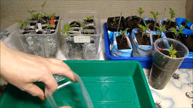 Где нашла пакеты для рассады. смотреть онлайн