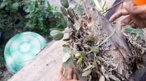 How to grow ochid (Dendrobium jenkinsii )