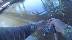 голавлиная охота, огромные голавли под ногами