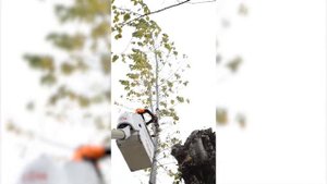 Омолаживающая обрезка тополя с завешиванием частей