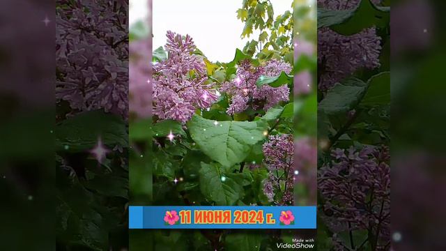 🌺 СИРЕНЬ ВЕНГЕРСКАЯ 🌺 11 ИЮНЯ 2024 г 🌺