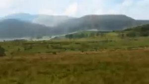 Черемшина / Cheremshyna