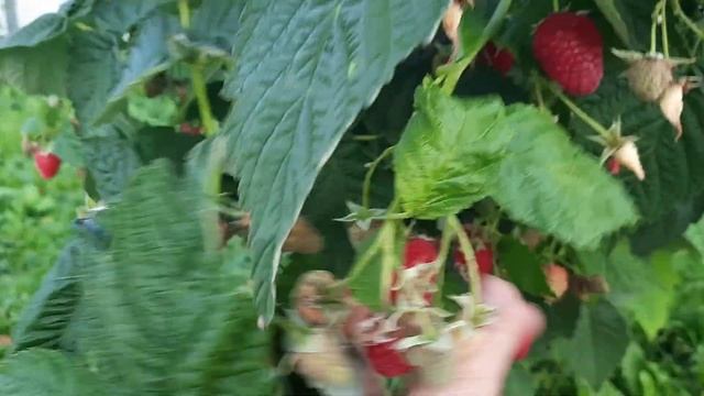 Обзор сорта малины "Аленушка" смотреть онлайн