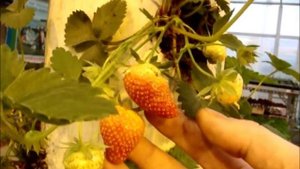 Cultivation strawberries, vertical way! Выращивание клубники вертикальным способом!