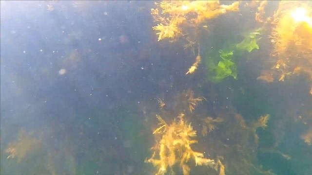 ЧЕРНОЕ МОРЕ смотреть онлайн