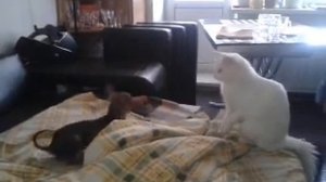 Русский той-терьер против кота.