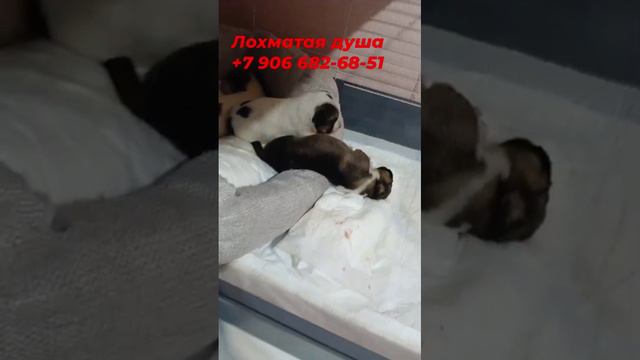 4 щенка с остановки