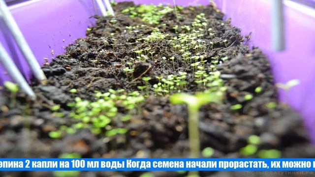 Посев сельдерея на рассаду – секреты успеха
