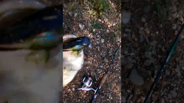 Галавль Салгир Симферополь смотреть онлайн