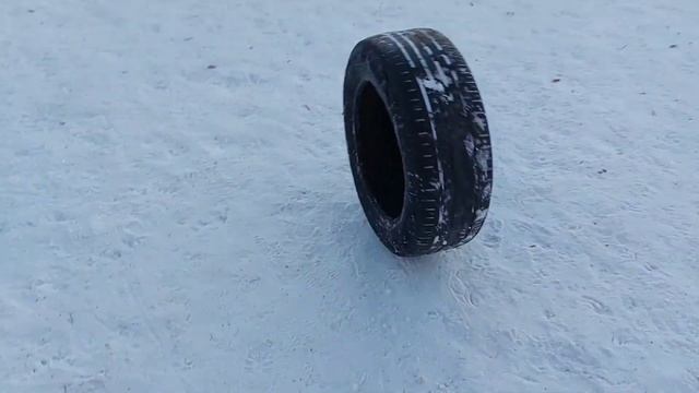 Домашняя передержка.  Английский кокер-спаниель