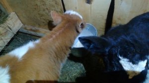 Телята пробуют геркулес