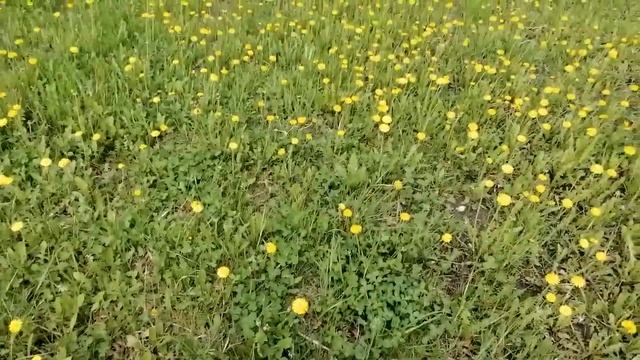 ПОГУЛЯЕМ и ПОВЯЖЕМ... смотреть онлайн