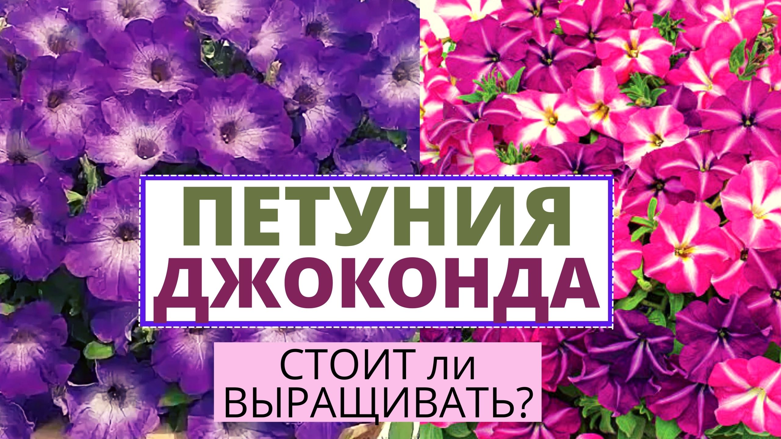 Петуния Мультифлора Джоконда Виолет