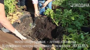 Картофель в органическом коробе. Наши ошибки и достижения