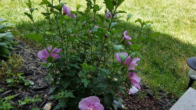 Chiffon Rose Of Sharon, Zoo Rua High Blood pressure, Muaj Vitamin C Hab Antioxidant смотреть онлайн