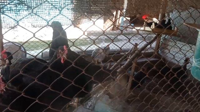 Я ВЕРНУЛСЯ НА КАНАЛ смотреть онлайн