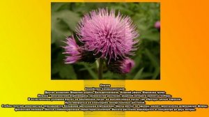 Цветы из красной книге России