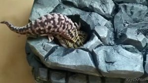 Влажная камера для эублефара