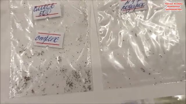 ? ПОЛНЫЙ РАЗВОД ПОКУПАТЕЛЕЙ с ? СЕМЕНАМИ смотреть онлайн