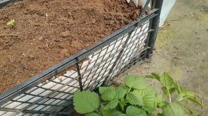 Малина Самохвал, две недели спустя, после посадки!