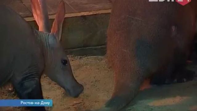 В зоопарковом ковчеге, собраны те, кто боится зимы смотреть онлайн