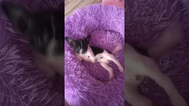 Чихуахуа щенок Любимка Ясна