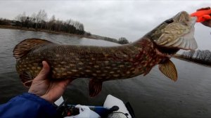 Трудовая рыбалка осенью | Nories Laydown Minnow спасает рыбалку | Твичинг воблеров