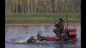 "Клюква – красные моря! Влажная уборка урожая – промышленный сбор ягоды!"