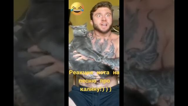 реакция кота на песни