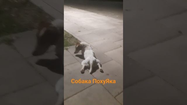 #short #shorts #funnyvideo #funnydog #собака #юмор