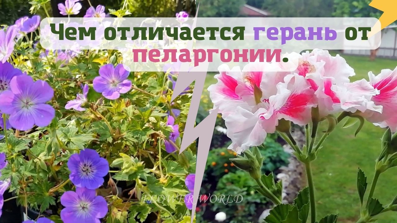 Чем отличается герань от пеларгонии.?