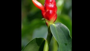 {Flower Cafe. 34} Costus woodsonii in SINGAPORE / Music - Eyes of Glory, Aakash Gandi