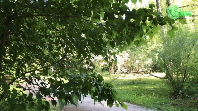 СИРЕНЕВЫЙ САД В СОКОЛЬНИКАХ. г. МОСКВА май 2018. смотреть онлайн