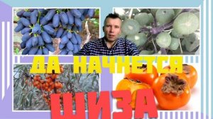 Лучшие сорта инжира, винограда, хурмы, облепихи. 100 сортов инжира. Саженцы, черенки.