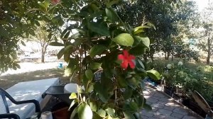 Дипладения"мандевилла" секреты выращивания.