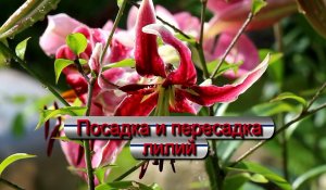 Посадка и пересадка лилий