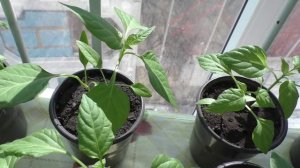 Краткий обзор всей моей рассады в начале апреля