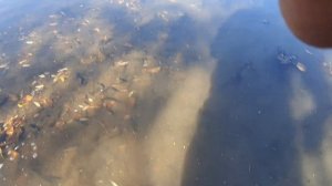 Спасение рыбы из лужи! Много карася Часть 2