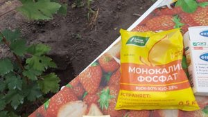 Обработка и подкормка винограда во время созревания ягоды