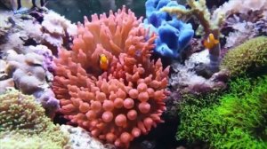 Рыбы-клоуны ( лат. Amphiprioninae ) / Clownfish